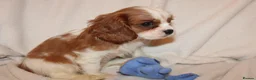 Cavalier King Charles Spaniel dogs for sale: Gorgeous Cavalier King Charles Spaniel puppies - Advert 12