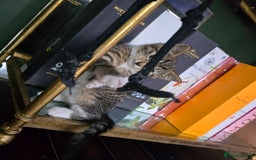 Mixed Breed cats for sale: Stunning kittens - Image 9
