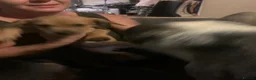 Mixed Breed dogs for sale: 4 French wieners  - Advert 19