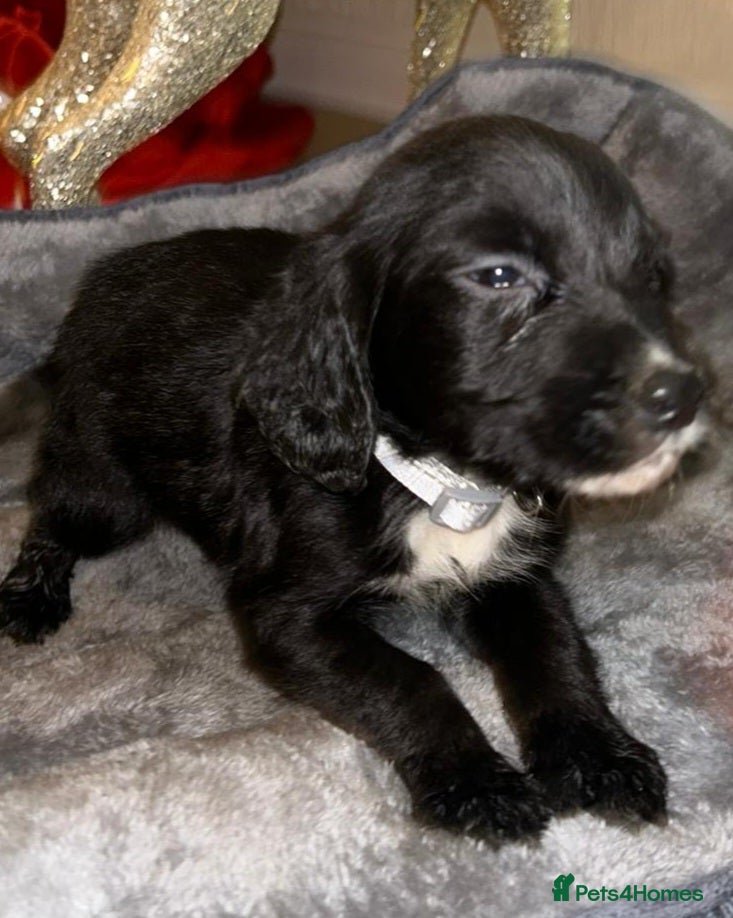 Cocker Spaniel dogs 1 beautiful boy cocker spaniel puppy - Advert 8