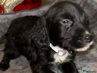 Cocker Spaniel dogs 1 beautiful boy cocker spaniel puppy - Advert 8