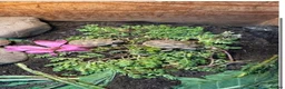 Hermann Tortoise reptiles for sale: Hermann tortoise hatchling, 2025, for sale  - Advert 2