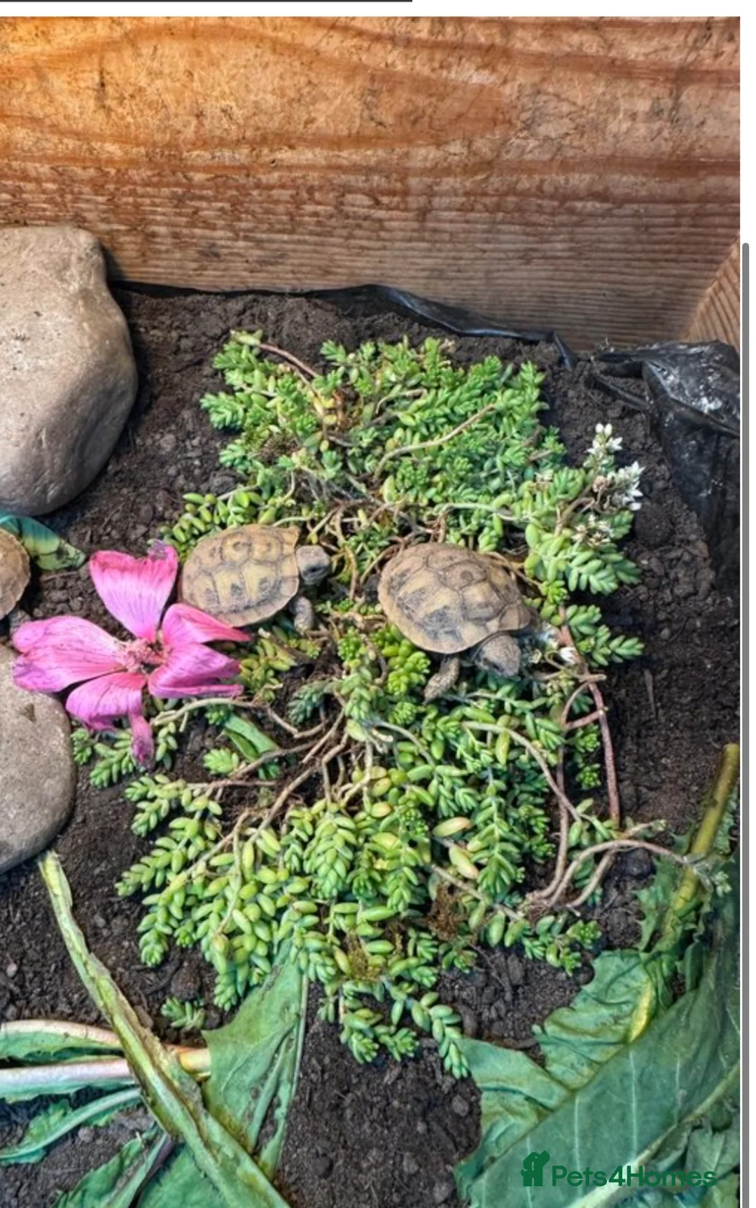 Hermann Tortoise reptiles for sale: Hermann tortoise hatchling, 2025, for sale  - Advert 2