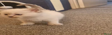 Ragdoll 3