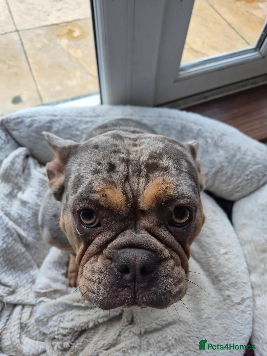 French Bulldog dogs for sale: Frenchball dog rehoming - Advert 1