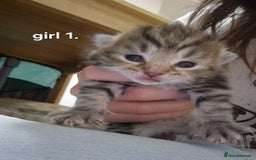 Siberian cats for sale: Siberian/bengal cross - Image 2