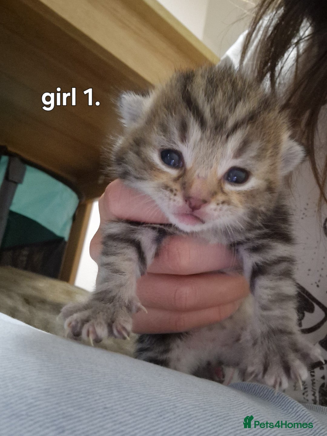 Siberian cats for sale: Siberian/bengal cross - Image 2
