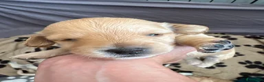 Doxiepoo 2