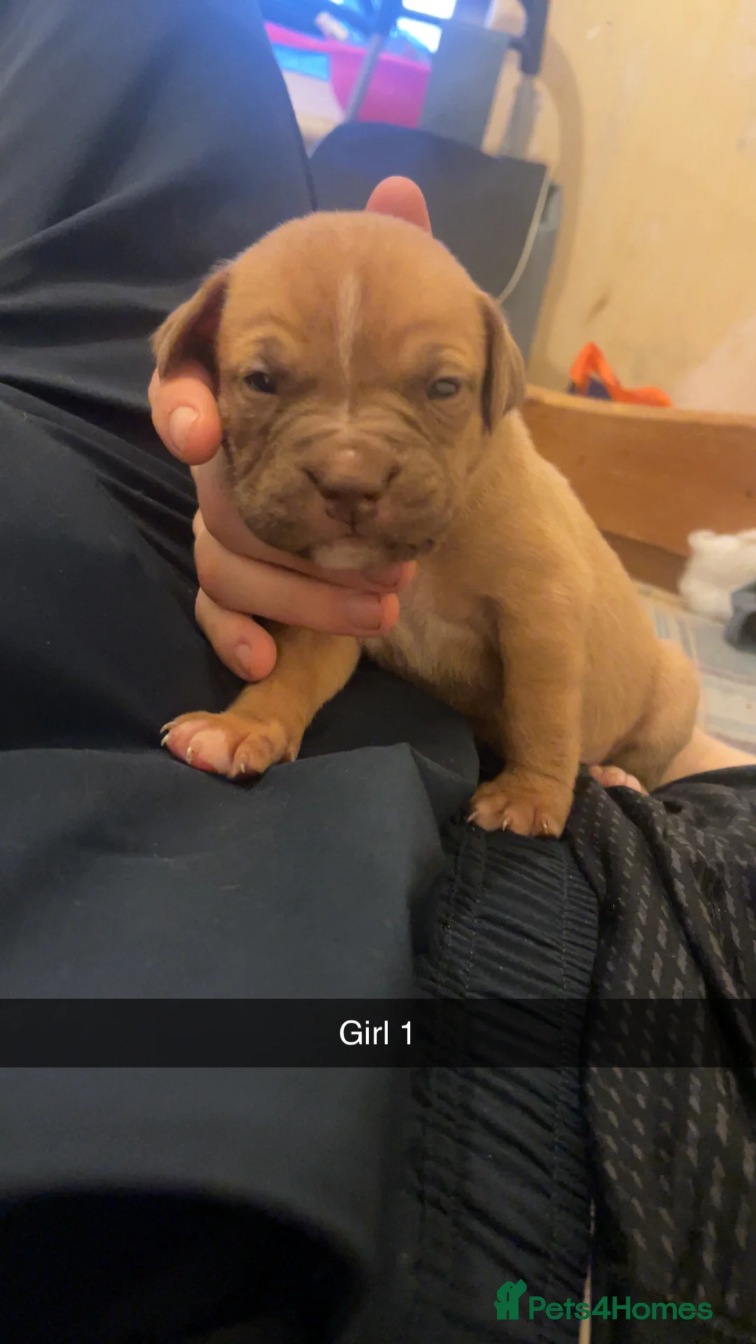 Mixed Breed dogs for sale: American bully x American bulldog puppies - Advert 10