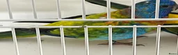 Parakeets birds for sale: Proven pair of Splendids - Advert 3