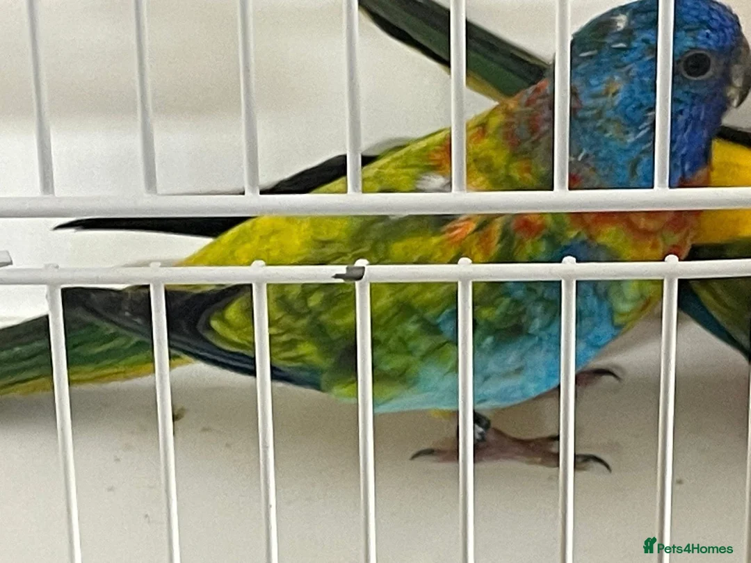 Parakeets birds for sale: Proven pair of Splendids - Advert 3