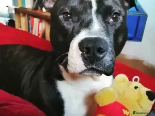 Staffordshire Bull Terrier dogs Staff - Advert 14