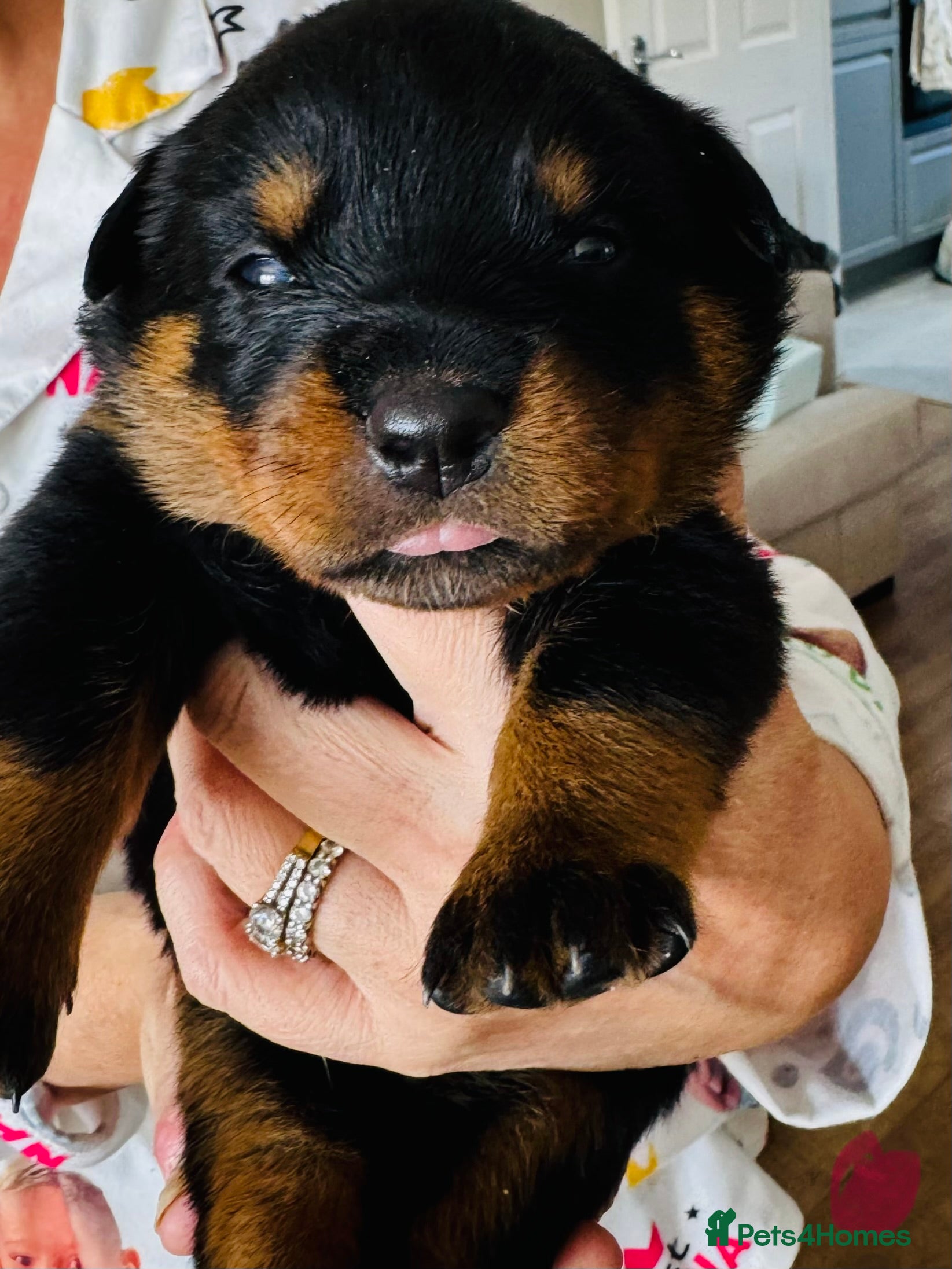 Rottweiler Puppy 7 ( light pink collar )