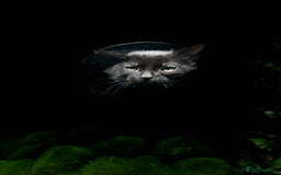 Egyptian Mau cats for sale: Smoke Egyptian MAU x Bengal spotted&marble kittens - Image 18