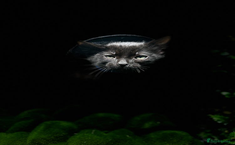 Egyptian Mau cats - Advert 1