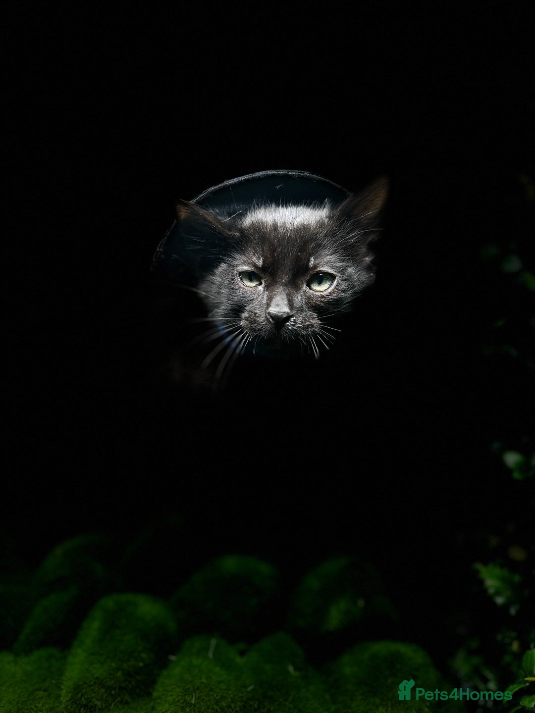 Egyptian Mau cats for sale: Smoke Egyptian MAU x Bengal spotted&marble kittens - Image 18