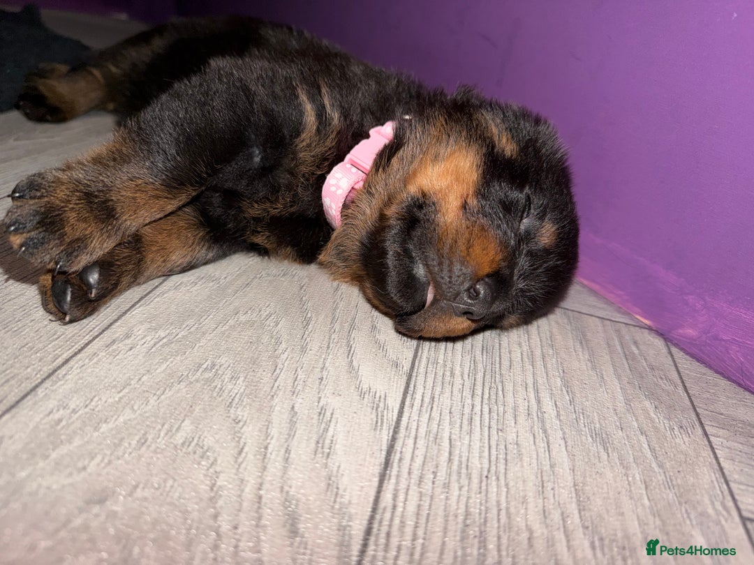 Rottweiler dogs for sale: Beautiful Purebred Rottweiler Puppy - Image 14