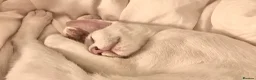Oriental cats for sale: Very Special Home Needed for Maya in Southsea - Advert 2