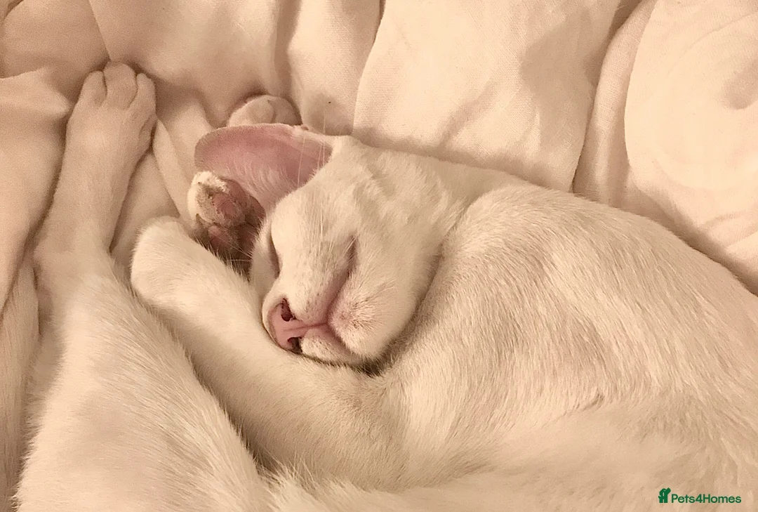 Oriental cats for sale: Very Special Home Needed for Maya in Southsea - Advert 2