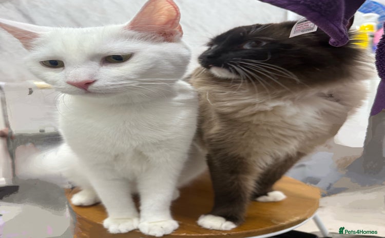 Ragdoll cats - Advert 10