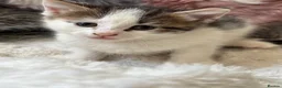 Domestic Shorthair cats for sale: 7 Bundles of fur 🤍🐾 - Advert 14
