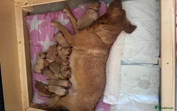 Labrador Retriever dogs for sale: Fox Red litter born 5th August - Image 26