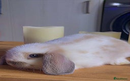 Mini Lop rabbits for sale: Mini lop rabbits  - Image 6