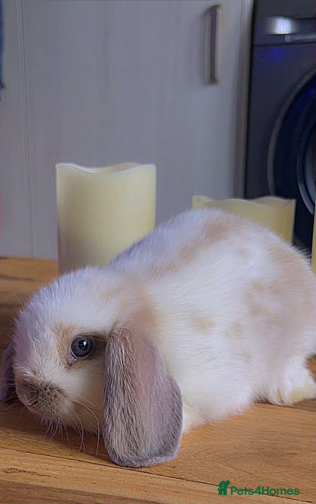 Mini Lop rabbits for sale: Mini lop rabbits  - Image 6