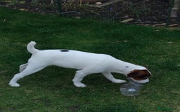 Mixed Breed dogs for sale: Parson Russell Jack Russell Hybrid Puppy  - Image 6