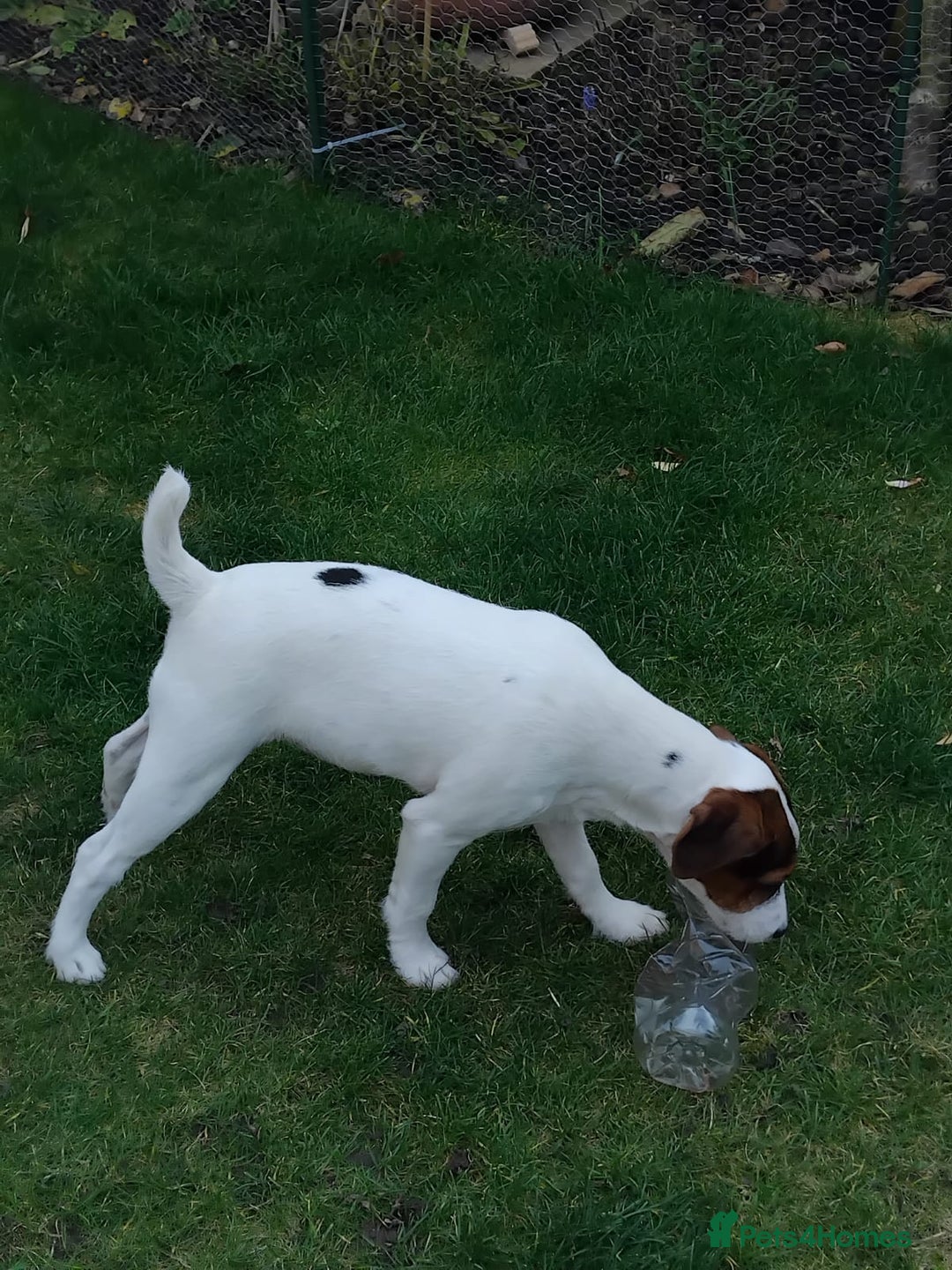 Mixed Breed dogs for sale: Parson Russell Jack Russell Hybrid Puppy  - Image 6