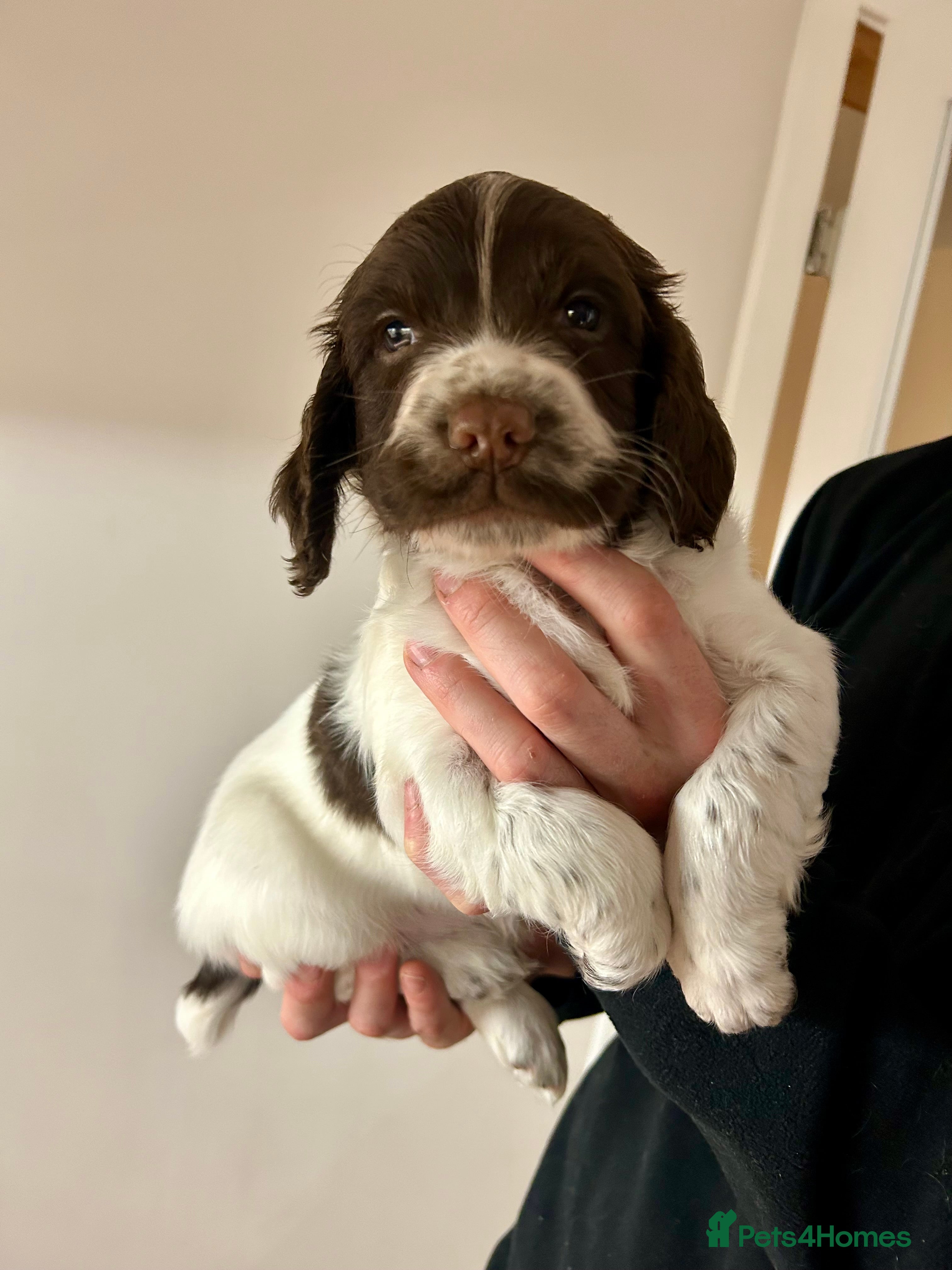 English Springer Spaniel dogs Working Springer Spaniel Puppies  - Advert 10