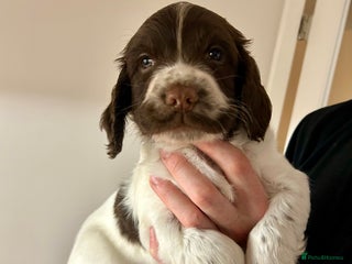 English Springer Spaniel dogs Working Springer Spaniel Puppies - Advert 11