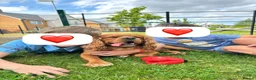 Cavalier King Charles Spaniel dogs for stud: Cavalier King Charles Spaniel for stud  - Advert 12