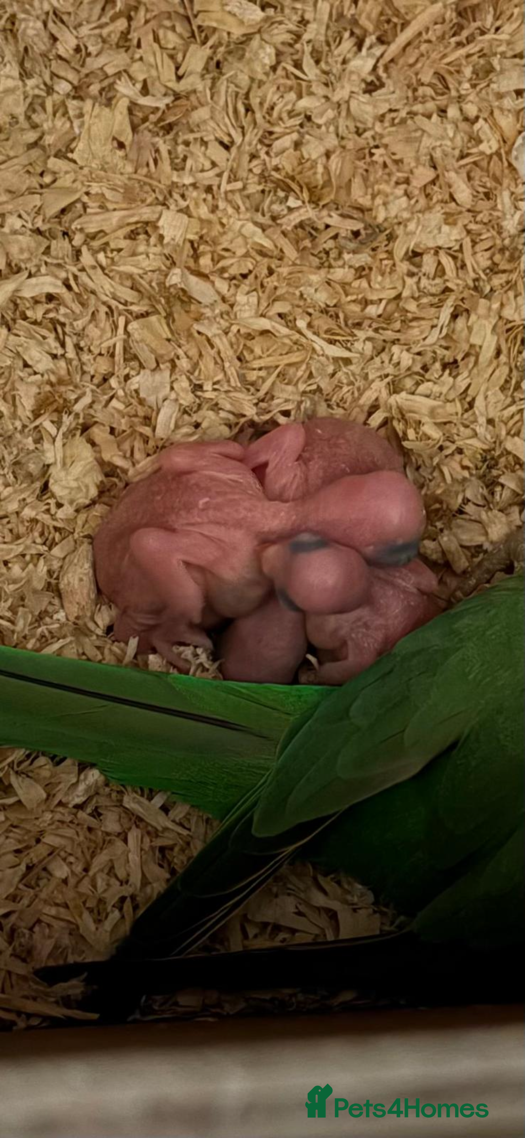 Ringnecks birds for sale: Baby ringneck for sale - Advert 9