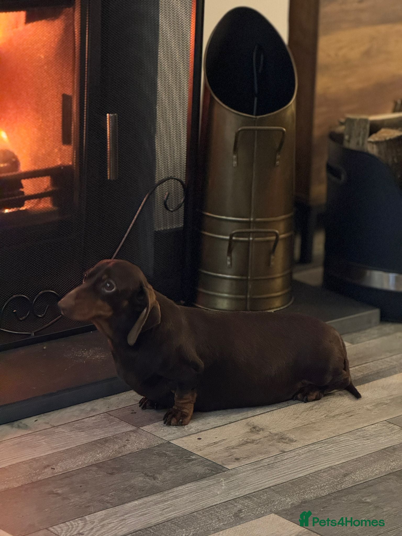 Miniature Dachshund dogs Miniature dachshund  - Advert 1