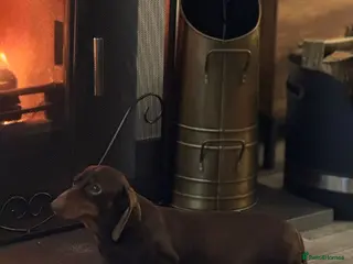 Miniature Dachshund dogs Miniature dachshund - Advert 4