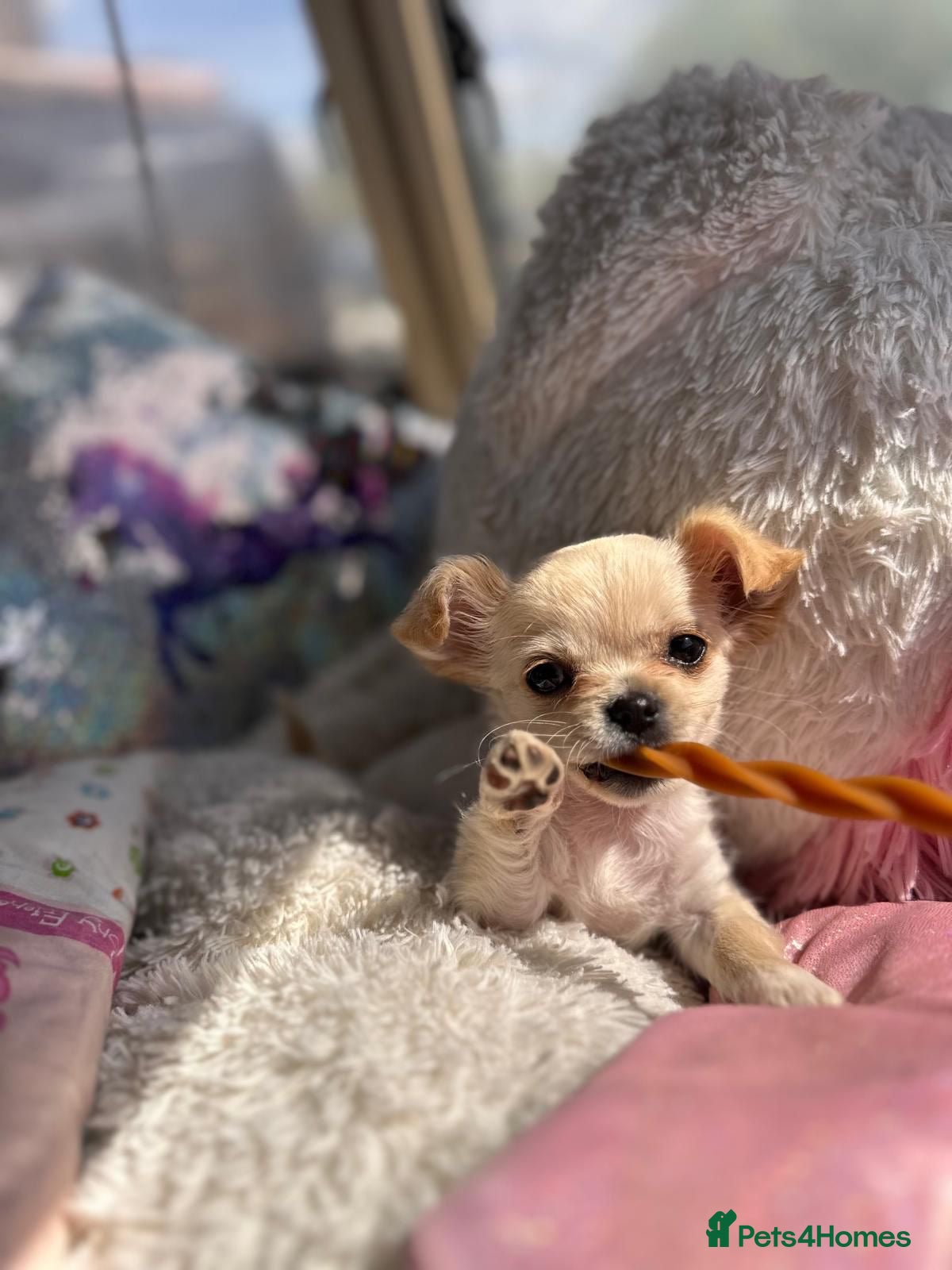 Chihuahua dogs Beautiful  **  baby looking for forever home  - Advert 9