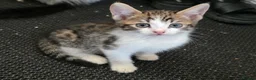 Mixed Breed cats for sale: Bengal female kitten - Advert 4