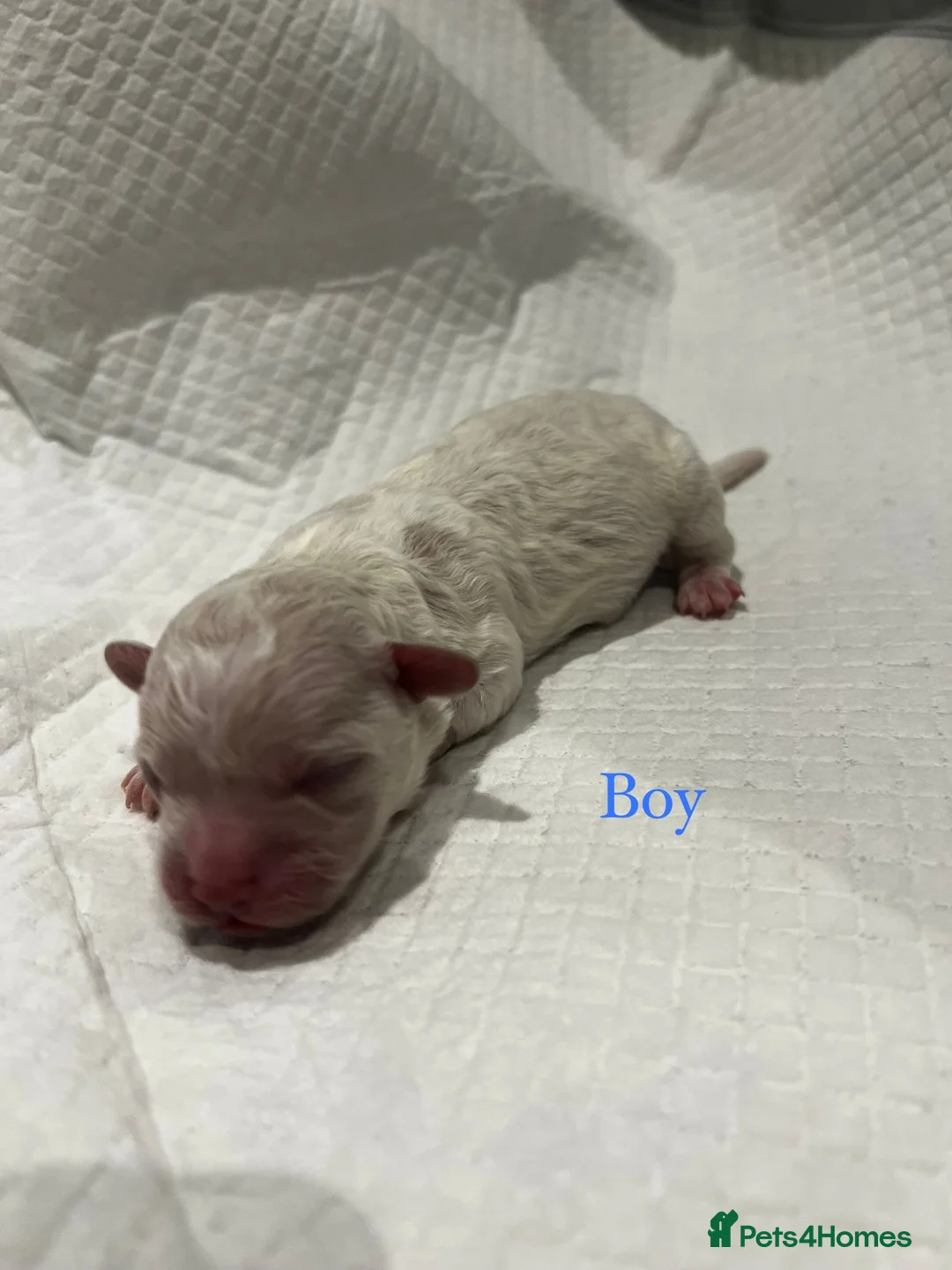 Bichon Frise dogs for sale: Puppies bichon frise - Advert 6