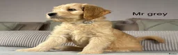 Goldendoodle dogs for sale: BEAUTIFUL HEALTHY CHUNKY PUPPIES  - Advert 10