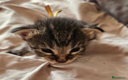Russian Blue cats for sale: Mix Russian Blue and Maine Coon - Image 6