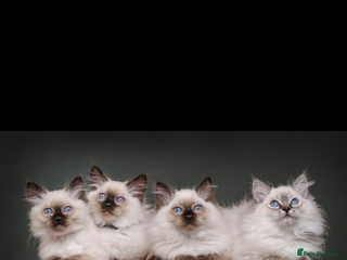 Ragdoll cats GCCF Registered seal point kittens - Advert 16