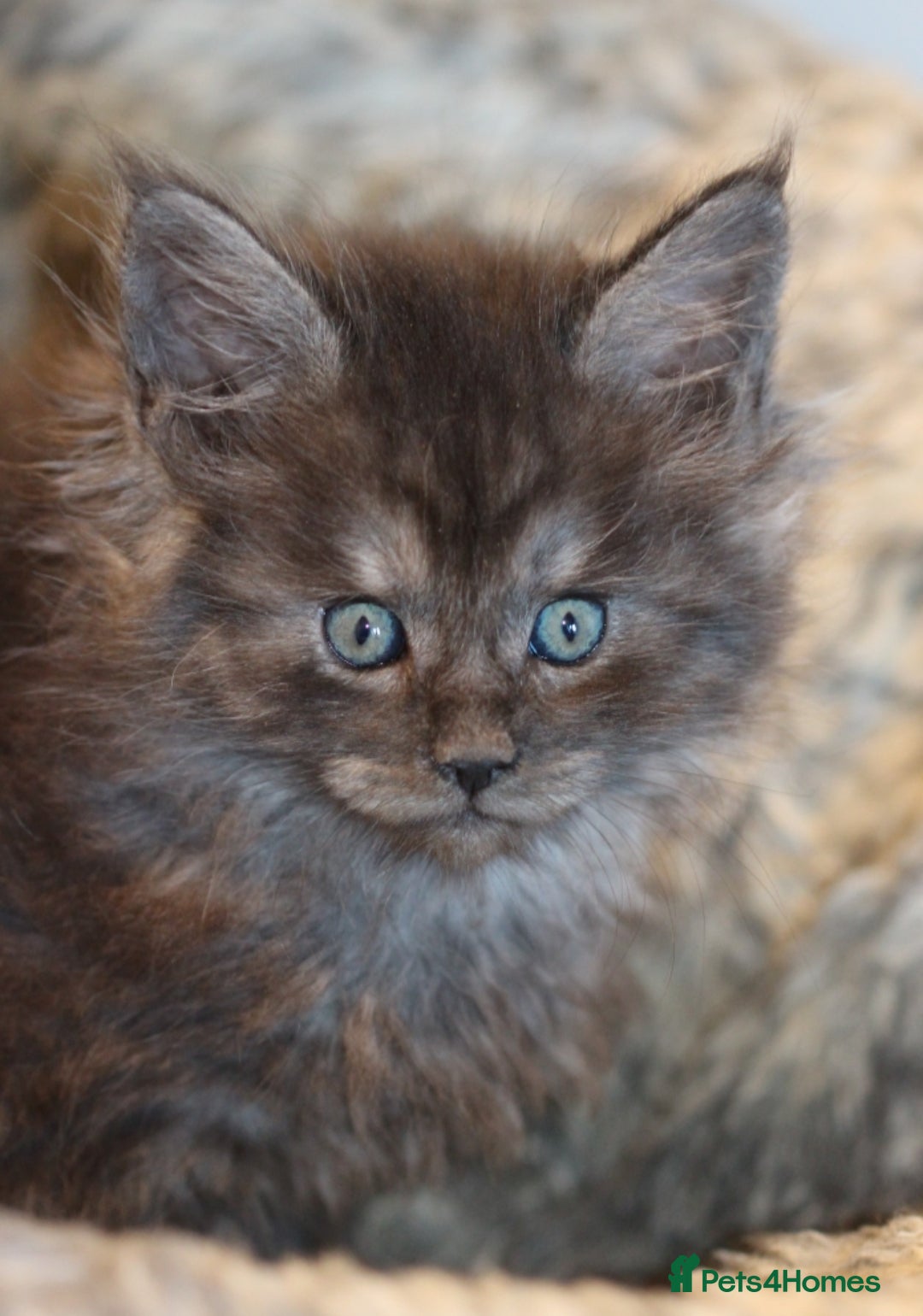 Maine Coon cats for sale:  GCCF registered Maine Coon kittens - Advert 4