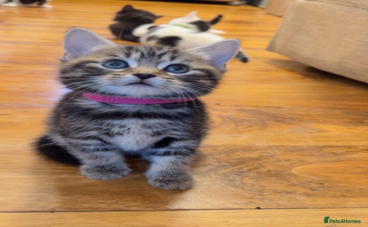 Mixed Breed cats 1 beautiful kitten left  - Advert 1