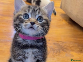 Mixed Breed cats 1 beautiful kitten left - Advert 2