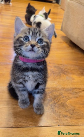 Mixed Breed cats 1 beautiful kitten left - Advert 1