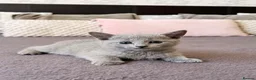 Russian Blue cats for sale: 🐾Champion Line TICA Russian Blue Kittens 🐾 - Advert 10