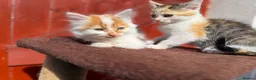 Mixed Breed cats for sale: Mixed ragdolls - Advert 13
