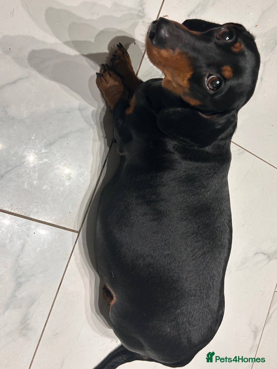 Dachshund dogs for sale: Dachshund pups for sale - Advert 6