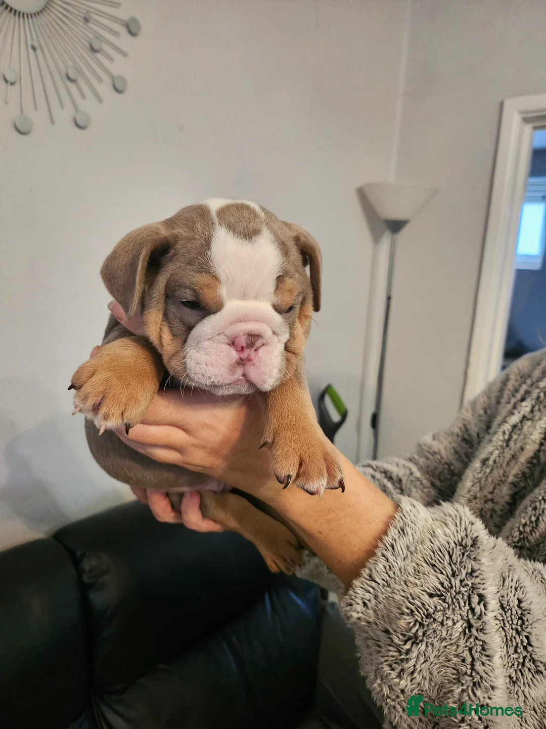 Mixed Breed dogs for sale: Beautiful Bulldogs of various colours in Deeside - Advert 2
